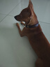 狗項圈牛皮真皮狗狗脖套大型犬金毛德牧馬犬狗項圈真皮狗圈 小碼（8-30斤） 尺碼 普通 牛皮 曬單實(shí)拍圖