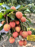 ABBOTT雅培新加坡版頂配減糖臻高小安素全營養(yǎng)配方兒童成長奶粉1-10歲 草莓味850g 曬單實拍圖