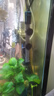 創(chuàng)寧魚缸石英變頻加熱棒 CN-605-500W 低水位烏龜小型迷你自動恒溫器 曬單實拍圖
