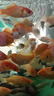 森森 小鯉魚(yú)缸水泵小型潛水泵過(guò)濾泵抽水泵XQP-1000 15W  曬單實(shí)拍圖