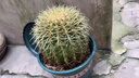 金虎仙人球超大盆栽綠植花卉多肉開(kāi)花辦公室桌面盆栽防輻射 直徑20公分 含盆 曬單實(shí)拍圖