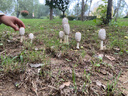 愛(ài)貝迪拉（AIBEDILA）寶寶內褲女童嬰幼兒面包褲兒童三角短褲夏季不夾屁屁純棉a類(lèi) 面包褲-邦尼小兔4條 80 曬單實(shí)拍圖