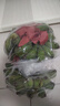 粵迎廣西小米蕉【青蕉發(fā)貨收到需催熟】芭蕉香產(chǎn)地直發(fā)甜粉糯現(xiàn)摘現(xiàn)發(fā) 5斤精選果【香甜軟糯】?jī)?.5斤 曬單實(shí)拍圖