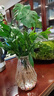驅(qū)蚊竹柏水培植物大棵室內(nèi)水養(yǎng)綠植花卉盆栽辦公室桌面驅(qū)蚊草好養(yǎng) 精選竹柏10顆+透明鉆石瓶+肥料+彩石 曬單實(shí)拍圖