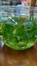 貝初眾魚缸小型魚缸圓形塑料缸仿玻璃一體生態(tài)桌面缸家用客廳金魚斗魚缸 輕巧高透魚缸 24*18.5*19.5cm【大號(hào)】 高透pet仿玻璃材質(zhì) 裸缸 打不破 摔不碎 久用不糊 曬單實(shí)拍圖