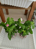 長春花盆栽陽臺好養(yǎng)花卉陽臺室內(nèi)綠植物開花多色可選京東快遞 長春花粉色原盆土(帶花發(fā)貨) 曬單實拍圖