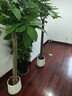 愛(ài)優(yōu)尚發(fā)財樹(shù)大型植物綠植開(kāi)業(yè)喬遷客廳辦公室內好養大型綠植源頭直發(fā) 曬單實(shí)拍圖