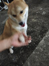 鮮京采沂蒙山黑豬去皮五花肉條 肥瘦5:5分 凈重4斤 慢養360天 源頭直發(fā) 曬單實(shí)拍圖