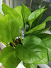 【綠蘿盆栽帶精致南瓜儲水盆】吸甲醛凈化空氣水培綠植物花卉好養 【辦公室綠化20盆】綠蘿+灰色南瓜盆自吸水 整體含盆高度20-25cm 曬單實(shí)拍圖
