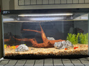 當貝智能生態(tài)魚(yú)缸1SUltra 一體缸自循環(huán)雙過(guò)濾AI托養懶人家用桌面魚(yú)缸 曬單實(shí)拍圖