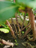囿光合生物復(fù)合肥花肥植物營(yíng)養(yǎng)顆粒種菜養(yǎng)花化肥肥料含氨基酸復(fù)合肥 營(yíng)養(yǎng)顆粒2斤*1袋（袋裝） 植物營(yíng)養(yǎng)顆粒 曬單實(shí)拍圖