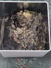益鼎益2009年福鼎老壽眉白茶餅荒山緊壓正宗福建高山陳年茶葉太姥山脈 2009年老白茶3餅共1050g 曬單實(shí)拍圖