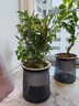 京云夢(mèng)小胡椒木盆栽九里香迷你室內創(chuàng  )意桌面懶人好養繁星吸水盆源頭直發(fā) 曬單實(shí)拍圖
