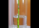 【帶根富貴竹轉(zhuǎn)運(yùn)竹龍竹】招財(cái)水培植物客廳彎竹開運(yùn)竹子盆栽花卉 50-55cm多頭龍竹--6支 曬單實(shí)拍圖