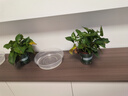 雙盟綠蘿盆栽除甲醛花卉綠植辦公室新房?jī)艋諝?120款10盆源頭直發(fā) 曬單實(shí)拍圖