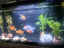 森森金麟超白玻璃魚(yú)缸一體缸自循環(huán)客廳小型家用水族箱LE-480B 曬單實(shí)拍圖