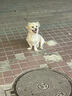 卡爾頓（Calleton）蛋皮吐司面包早餐食品休閑零食糕點(diǎn)心摩洛哥面包禮盒送禮品1000g 曬單實(shí)拍圖