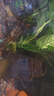 異景園魚(yú)缸水族箱造景水榕沉木活體水草淡水無(wú)土植物后景真水草凈水增氧 雙頭大葉榕沉木 曬單實(shí)拍圖