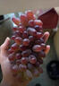 鮮聞果云南茉莉香葡萄新鮮無(wú)籽郁金香葡萄當季孕婦水果甜紅提整箱禮盒 新鮮現摘-1斤【精選裝】 曬單實(shí)拍圖