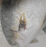 翔泰海南深海金鯧魚700g 2條 燒烤 火鍋 生鮮魚類 BAP認證 海鮮水產(chǎn) 曬單實拍圖