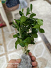 九里香盆栽茉莉花綠植室內(nèi)驅(qū)蚊四季開花帶花苞七里香水培盆景植物 【特價】高約16cm九里香+竹柏各6棵 九里香 曬單實拍圖