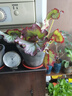 蟆葉秋海棠辦公室內(nèi)桌面網(wǎng)紅綠植盆栽觀葉花卉植物 小螺號(hào)120#3-4葉 曬單實(shí)拍圖