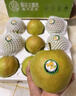 愛(ài)山姆隰縣梨園 山西隰縣玉露香梨 臨汾館玉露香梨脆甜多汁梨子特產(chǎn) 6顆裝4斤大果(單果330-380g） 曬單實(shí)拍圖