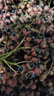 2025陜西大紅袍鮮花椒現(xiàn)摘現(xiàn)發(fā)新鮮濕花椒紅花椒特麻特香產(chǎn)地直發(fā) 【大紅袍花椒】鮮香四溢 現(xiàn)摘2斤 曬單實拍圖