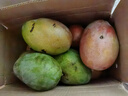 四川攀枝花凱特芒果當季新鮮大青皮芒果熱帶水果 9斤帶箱凈重8.5斤 單果250g起 曬單實(shí)拍圖