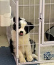 修正寵慕狗狗窩咳凈次日達犬窩咳康貓窩咳卡卡狗咳嗽窩殼凈氣喘干嘔專(zhuān)用藥【1瓶裝】貓狗窩咳清【現貨速發(fā)】 貓咪狗狗打噴嚏流鼻涕 曬單實(shí)拍圖