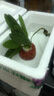 勝畫魚缸水草植物直接入缸真水草凈化竹節(jié)草蜈蚣草懶人養(yǎng)魚水草造景 迷你小九冠【免底砂/免種植】 曬單實(shí)拍圖