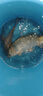釣魚王地獄貓昆蟲蛋白魚餌秋冬腥香黑水虻幼蟲餌料鯽鯉通用餌腥+香共2包 曬單實拍圖