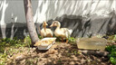 秘魯進(jìn)口蒸汽魚(yú)粉高蛋白飼料養(yǎng)殖喂雞鴨鵝豬蝦獸用禽畜釣魚(yú)骨粉 散裝進(jìn)口魚(yú)粉2斤裝體驗(yàn) 曬單實(shí)拍圖