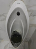 馬桶疏通泡騰片下水道廁所坐便器一泡通神器強力溶解堿除垢臭留香 1瓶【活氧除垢泡泡樂(lè )】70片 曬單實(shí)拍圖