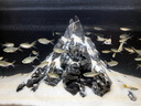 當貝智能生態(tài)魚(yú)缸1Ultra 一體缸自循環(huán)雙過(guò)濾AI托養懶人家用桌面魚(yú)缸 曬單實(shí)拍圖