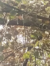除草爛根劑強力除樹(shù)劑大樹(shù)爛根王大樹(shù)爛根劑樹(shù)死特傚效藥園藝肥料 大樹(shù)枯 100ml 1瓶 曬單實(shí)拍圖