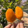 冰鮮小臺芒新鮮現摘去皮小臺芒一整支冷凍冰淇淋雪糕孕婦兒童零食 10支*55g【冰鮮小臺芒】 曬單實(shí)拍圖