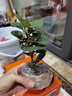 八芽盆栽小盼菩提樹(shù)植物室內禪意盆景辦公室桌面好養綠植源頭直發(fā)包郵 蓮花盆菩提（含紫砂托盤(pán)） 曬單實(shí)拍圖
