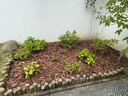 虹越松鱗覆蓋物50升大包裝 花彩師系列松鱗介質(zhì) 園林景觀(guān)綠化鋪面介質(zhì) 普通型覆蓋物 曬單實(shí)拍圖