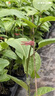 欽蜜9號百香果苗廣西純甜黃金樹苗庭院盆栽種植當(dāng)年結(jié)果帶土四季 5顆 欽蜜九號黃金百香果 30—40cm 曬單實(shí)拍圖