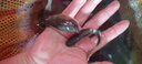 特大花鰱魚苗批發(fā)附近本地淡水鰱鳙活體魚苗冷水小魚觀賞魚大頭魚苗 花鰱魚苗7-9厘米20條【送10%防損】 曬單實拍圖