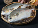 恒興食品 原條金鯧魚凈重2斤/4條裝 BAP認(rèn)證海鮮生鮮深海魚火鍋食材  曬單實(shí)拍圖