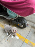 FIREBALL火球 Iron Burn鐵粉清潔劑輪轂剎車(chē)盤(pán)漆面除銹劑車(chē)身鐵粉中性無(wú)損 分裝200ml（配噴頭） 曬單實(shí)拍圖