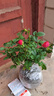 果汁陽(yáng)臺月季花苗四季開(kāi)花卉盆栽綠植物室內花易活玫瑰帶花苞庭院 紅蘋(píng)果【大花濃香，月月開(kāi)分枝多】 【帶花苞】【盆口徑15cm】原盆冠25高35 曬單實(shí)拍圖