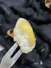 沁煦【順豐包郵】洪湖菱角新鮮老菱角粉糯黑菱角湖北特產(chǎn)新鮮生菱角 3斤 曬單實(shí)拍圖