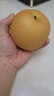 京鮮生山東煙臺(tái)萊陽(yáng)秋月梨凈重4斤單果250g+ 新鮮水果 源頭直發(fā)包郵 曬單實(shí)拍圖
