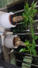 【帶盆高度約15-25cm】發(fā)財(cái)樹盆栽室內(nèi)植物客廳辦公室自吸水好養(yǎng) 單桿發(fā)財(cái)樹+白南瓜自吸水盆 花盆直徑約10cm 曬單實(shí)拍圖