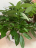 行湘平安樹盆栽大型綠植新房植物 平安樹1-1.2米+菱形樹脂盆 源頭直發(fā) 曬單實(shí)拍圖