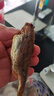趕海弟香酥小黃魚(yú)即食魚(yú)干黃魚(yú)酥即食孜然味小黃魚(yú)酥35g學(xué)生海味零食 曬單實(shí)拍圖