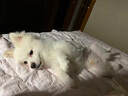 紐頓 T28中小型犬全價(jià)狗糧泰迪博美 鮭魚(yú)&鱒魚(yú)配方12斤 6kg 美國進(jìn)口 曬單實(shí)拍圖